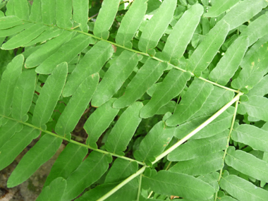 Frondes stériles opposées ou presque opposées de couleur verte. Agrandir dans une nouvelle fenêtre (ou onglet)